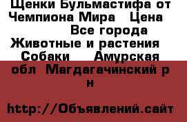 Щенки Бульмастифа от Чемпиона Мира › Цена ­ 1 000 - Все города Животные и растения » Собаки   . Амурская обл.,Магдагачинский р-н